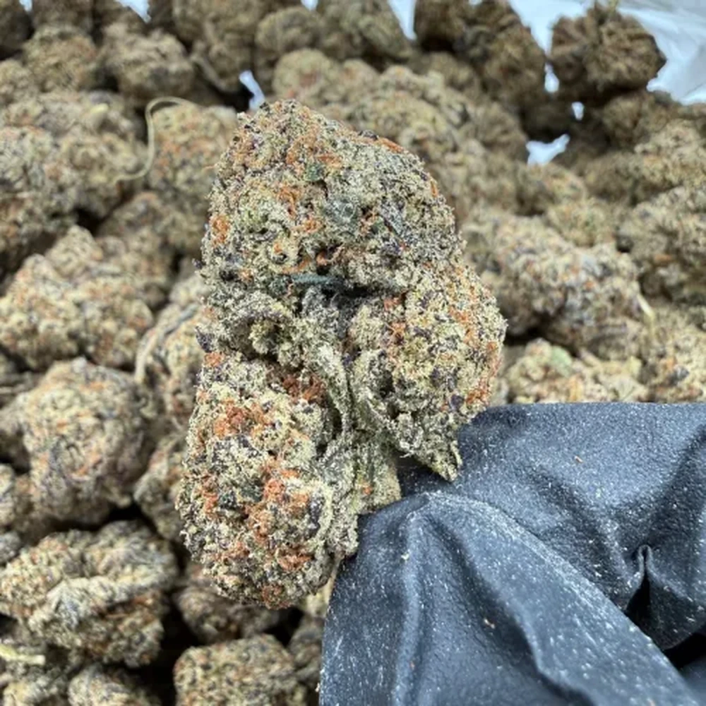 Black Truffle