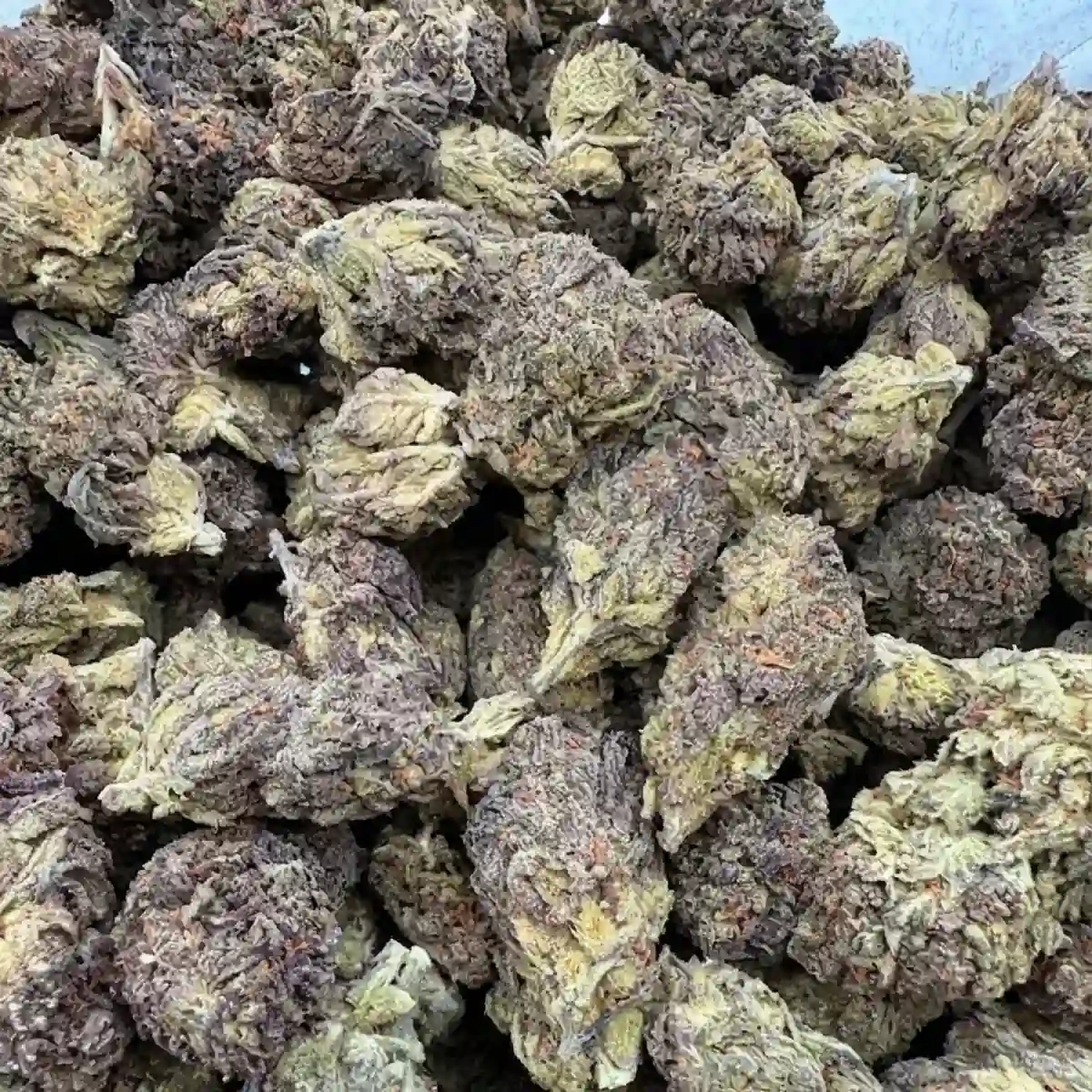 Gelato - Image 2