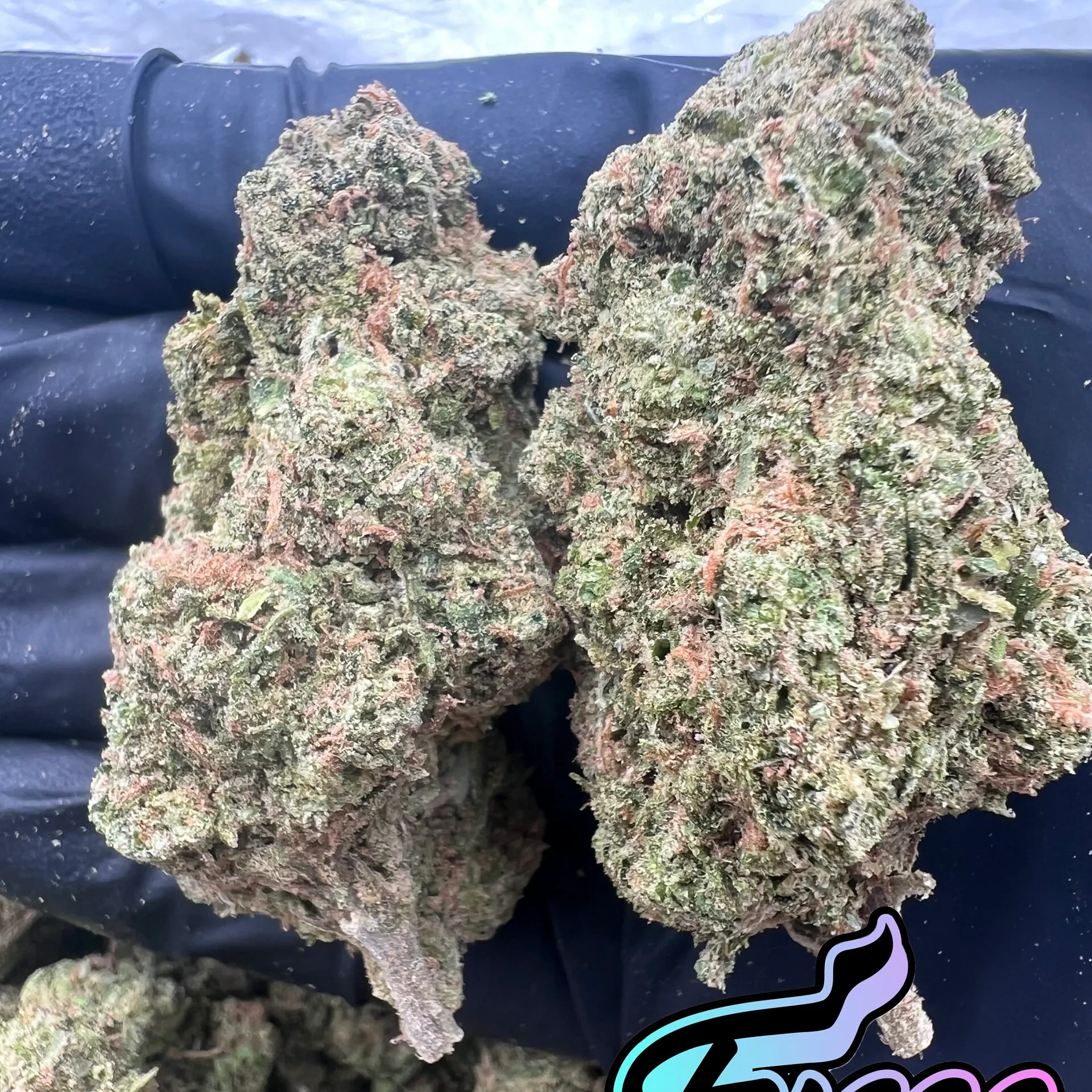 Blue Dream Flower