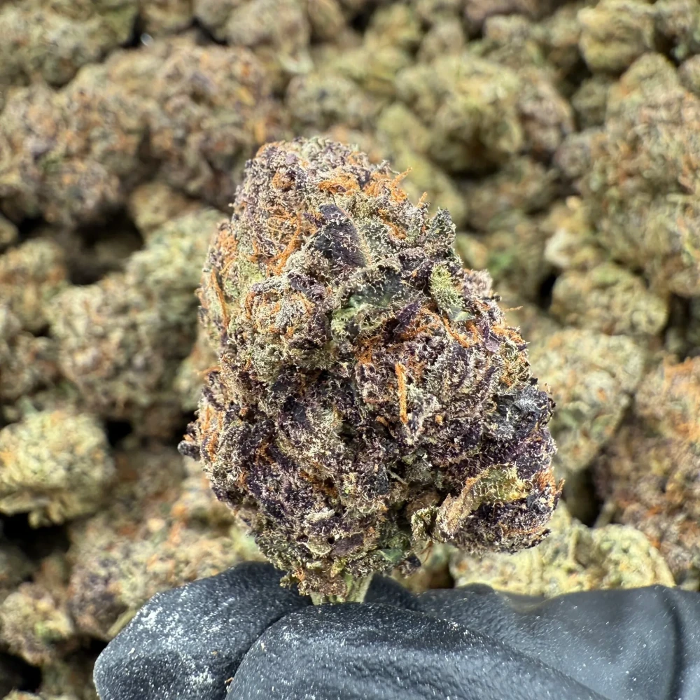 Juicy Gelato