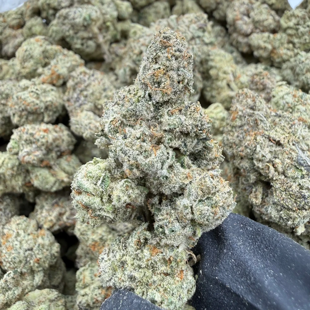 Purple Haze